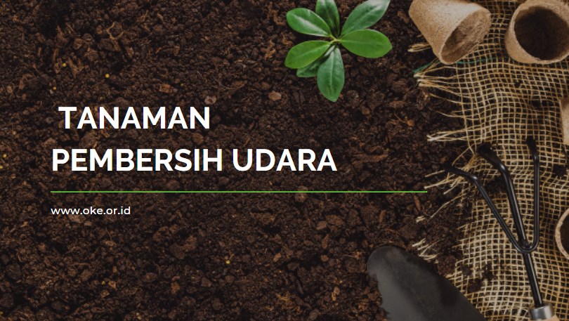10 Tanaman Pembersih Udara Rumah