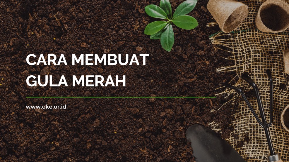 Cara Buat Gula Merah Dari Aren