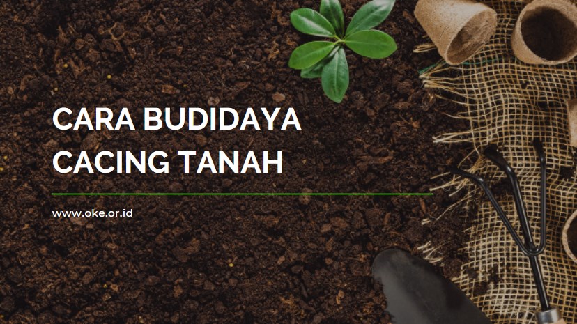 Cara Budidaya Cacing Tanah Yang Benar