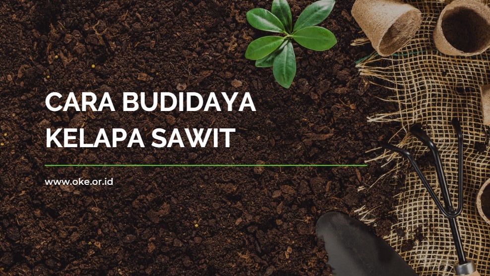 Cara Budidaya Kelapa Sawit
